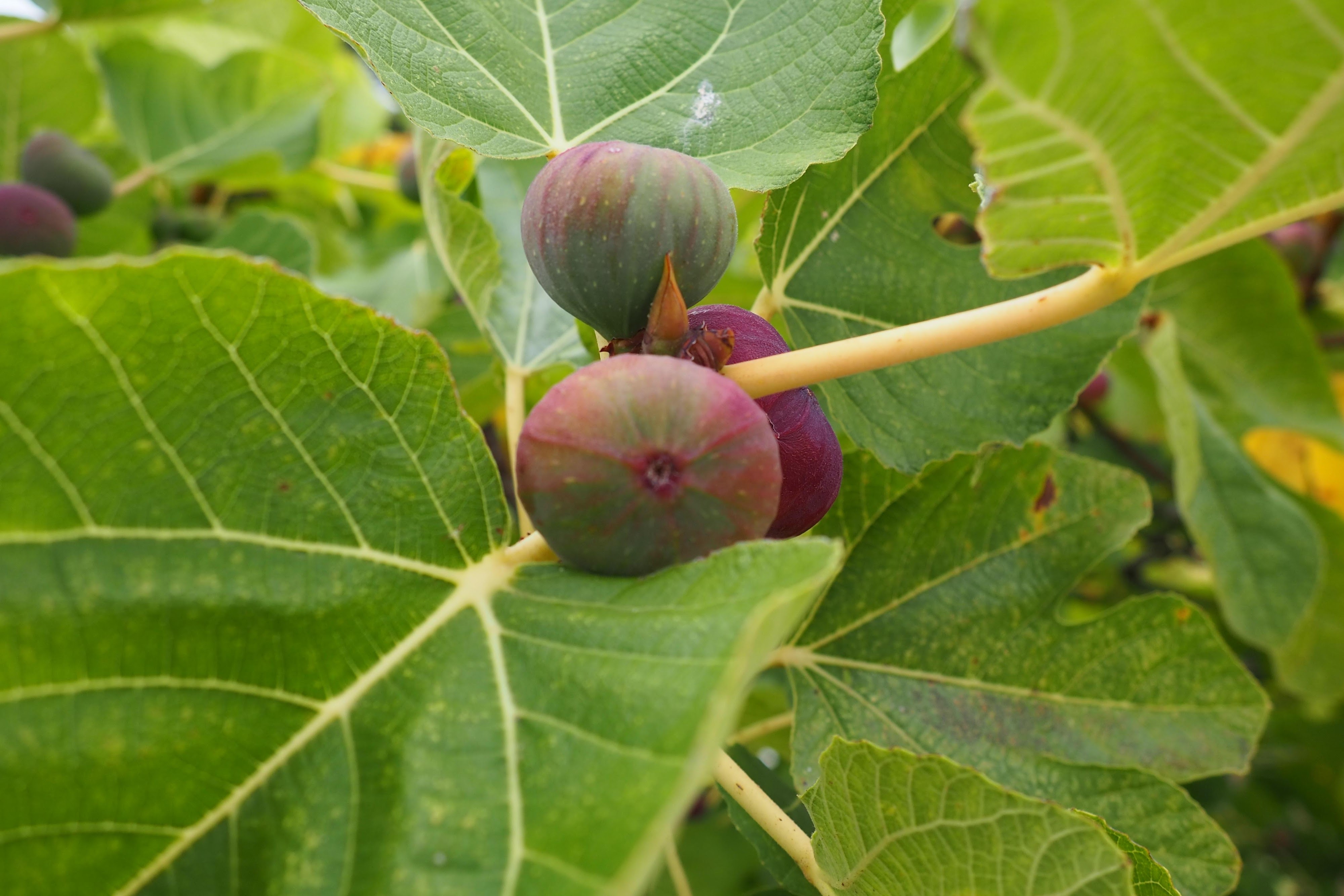 Fig Tree