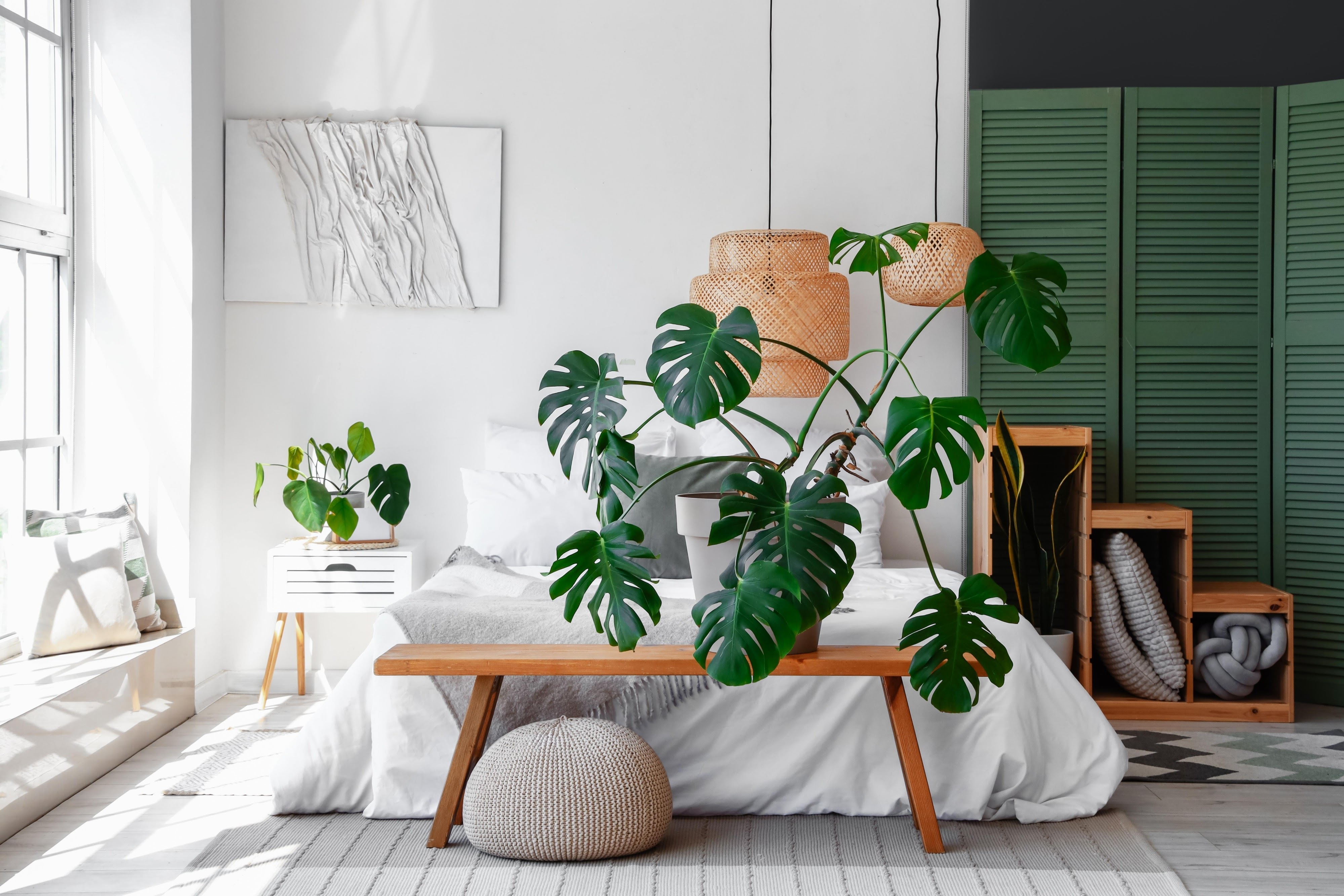 Monstera Plant