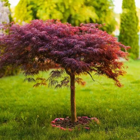 Acer palmatum (Japanese Maple)