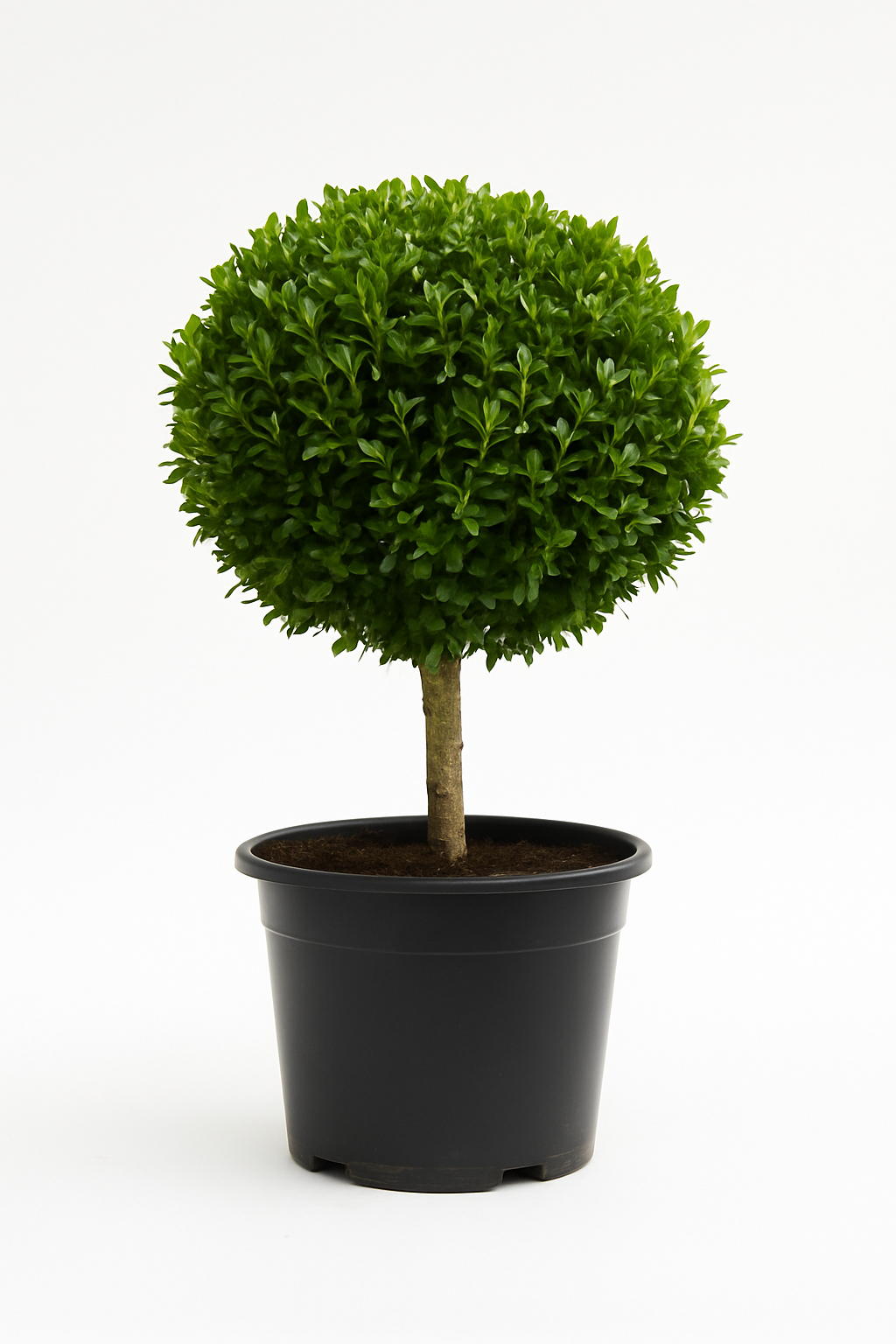 Buxus Topiary Ball 40cm