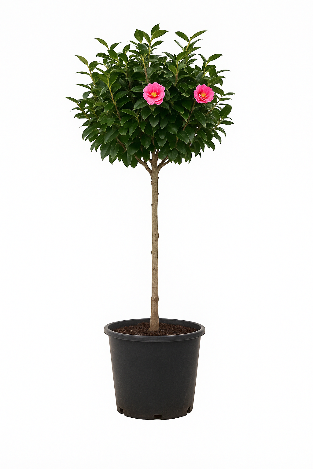 Camellia ‘Cleopatra’