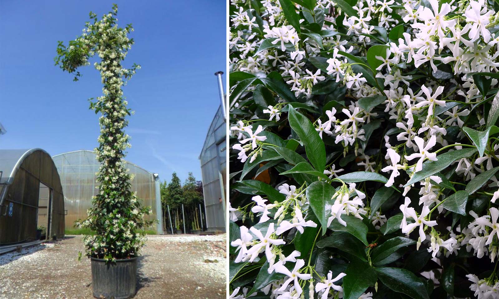 Trachelospermum jasminoides (Star Jasmine)