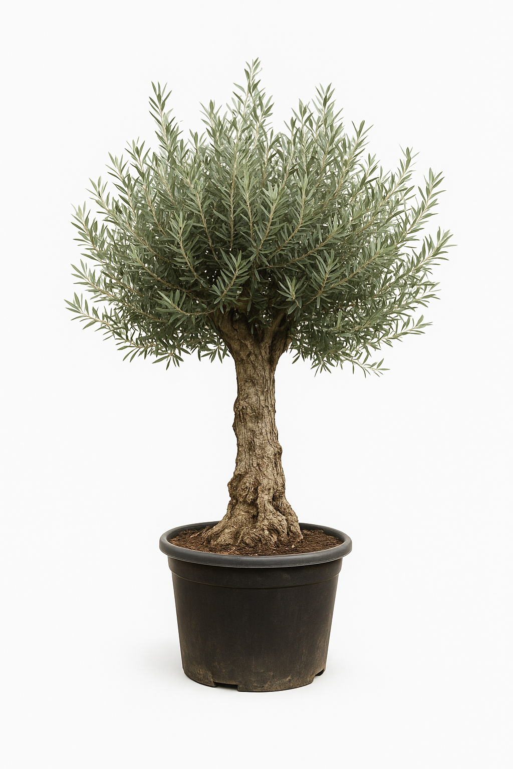 Olea europaea (Olive)