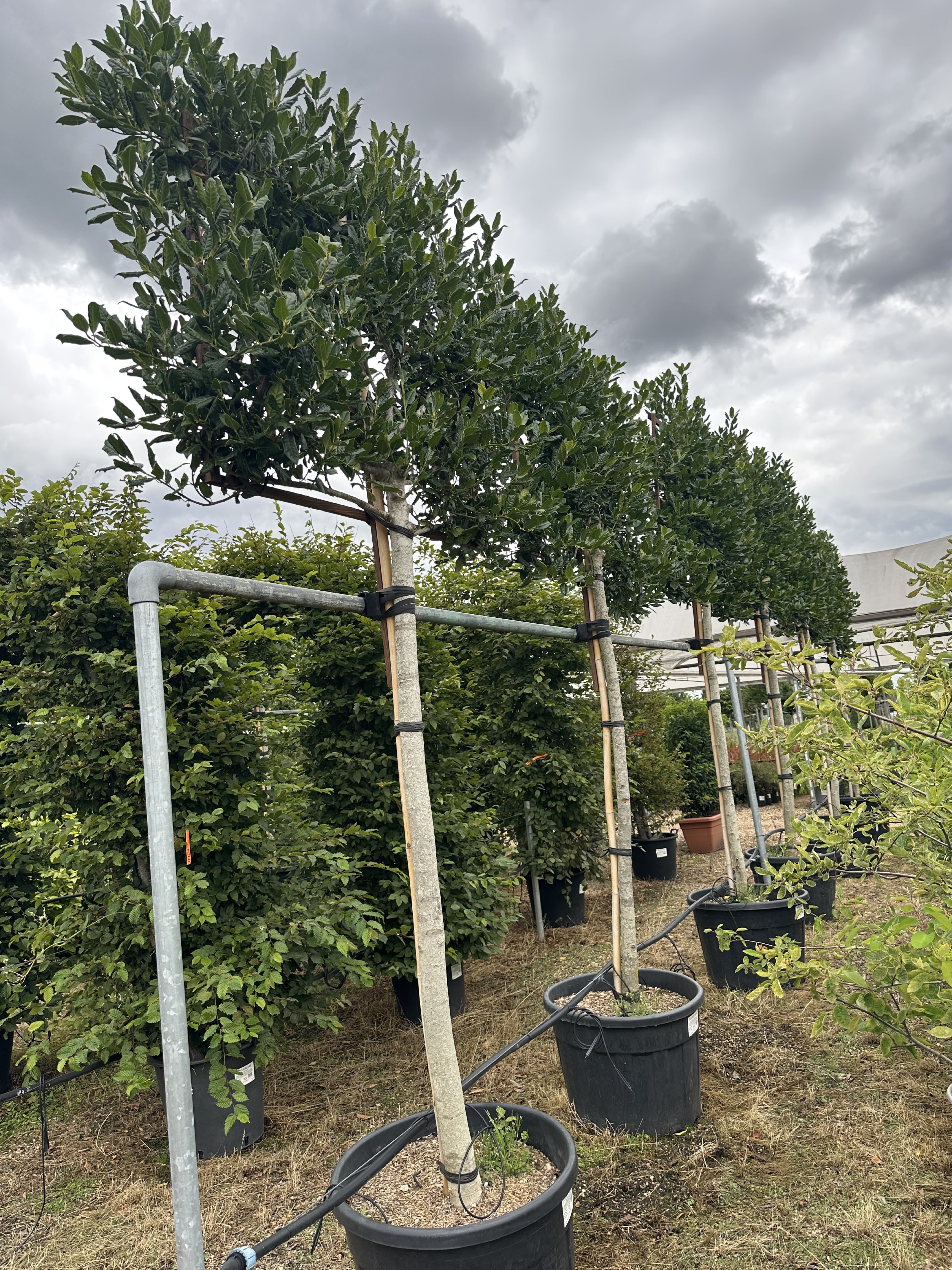 Ilex ‘Nellie R. Stevens’ — Pleached